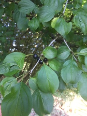 Trichochermes walkeri