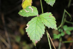 Rubus flagellaris