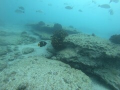 Holacanthus passer