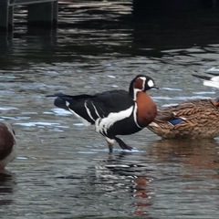 Branta ruficollis