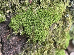 Dicranum montanum