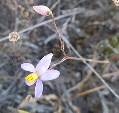 Cyanella hyacinthoides