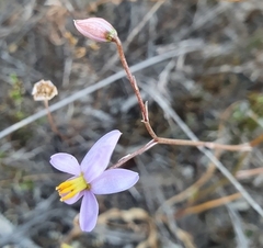 Cyanella hyacinthoides
