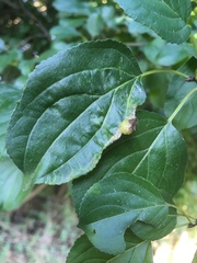 Trichochermes walkeri