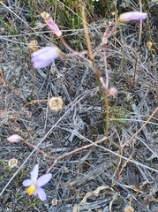 Cyanella hyacinthoides