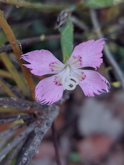 Dianthus broteri