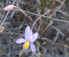 Cyanella hyacinthoides