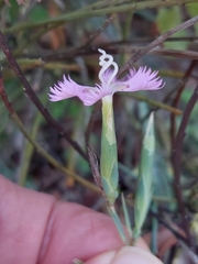 Dianthus broteri