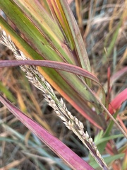 Panicum amarum