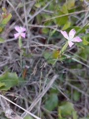 Dianthus broteri
