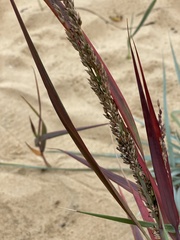 Panicum amarum