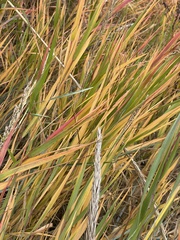 Panicum amarum