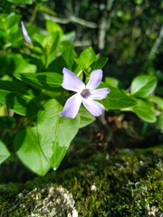 Vinca difformis