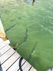 Megalops atlanticus