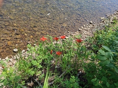 Lilium pensylvanicum