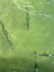 Megalops atlanticus