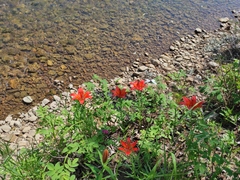 Lilium pensylvanicum