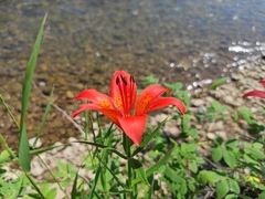 Lilium pensylvanicum