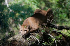 Puma concolor couguar