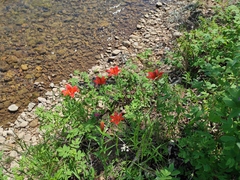Lilium pensylvanicum