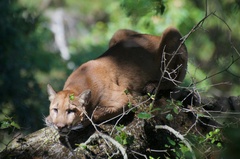 Puma concolor couguar
