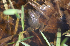 Phrynobatrachus natalensis