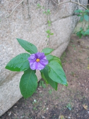 Lycianthes rantonnetii