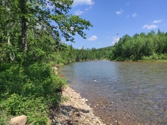 Lilium pensylvanicum