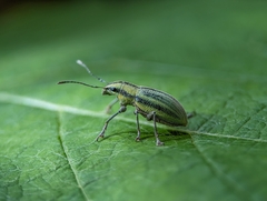 Naupactus virens