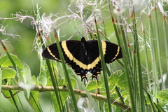 Papilio garamas