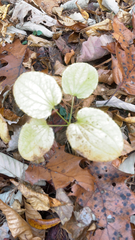 Smilax ecirrhata