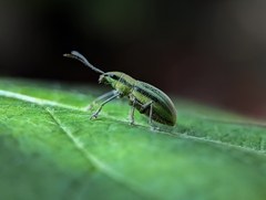 Naupactus virens