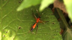 Ctenochares bicolorus