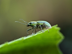 Naupactus virens