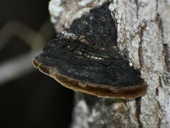Phellinus badius