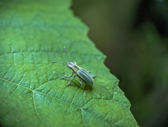 Naupactus virens