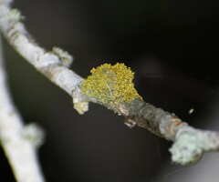 Xanthomendoza weberi