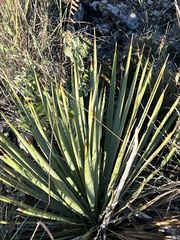 Yucca reverchonii