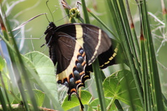 Papilio garamas