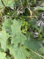 Alchemilla vulgaris