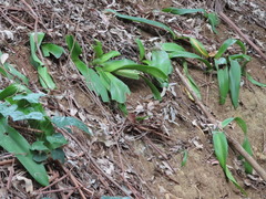 Haemanthus coccineus