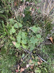 Alchemilla vulgaris