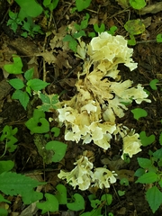 Sparassis spathulata