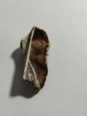 Arca noae