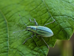 Naupactus virens