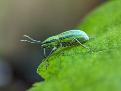 Naupactus virens