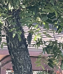 Sphyrapicus thyroideus