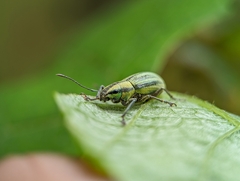 Naupactus virens