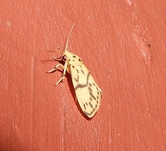 Miltochrista terminospota