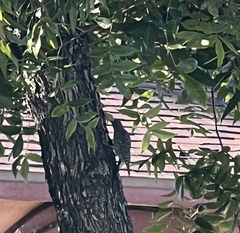 Sphyrapicus thyroideus